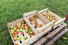 Cueillette des pommes