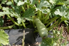 Courgette genovese