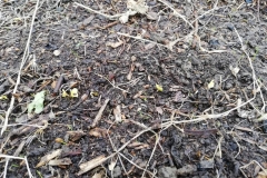 Les semis de radis commencent à sortir