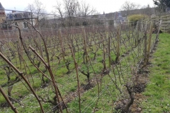 La Vigne de Louveciennes