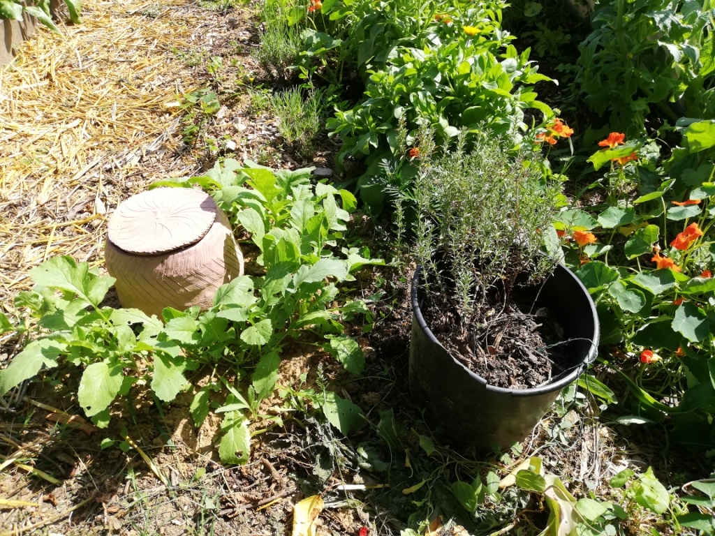 Une olla entourée de radis noirs