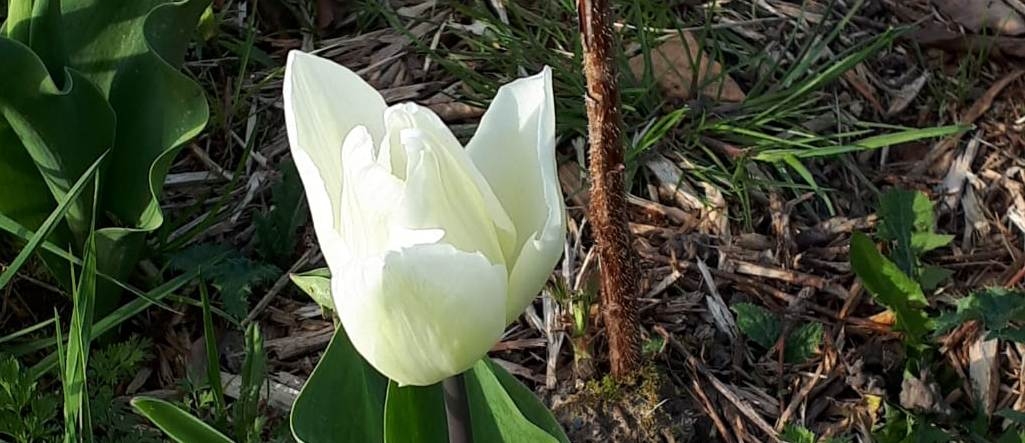 Tulipe blanche
