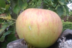 Identification des pommes et des poires