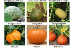 Planche-Courges