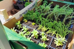 Troc Plants 2025
