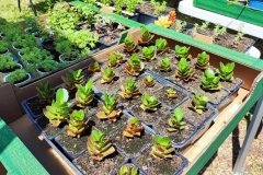 Troc Plants 2025