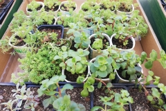 Troc Plants 2025