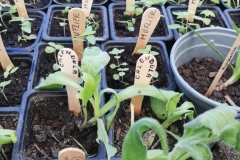 Troc Plants 2025