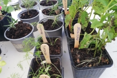 Troc Plants 2025
