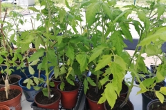 Troc Plants 2025