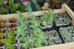 Troc Plants 2026